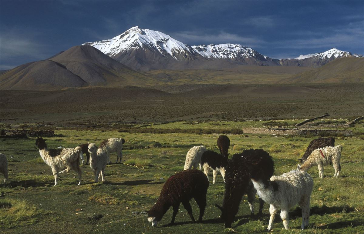 Altiplano in Nordchile