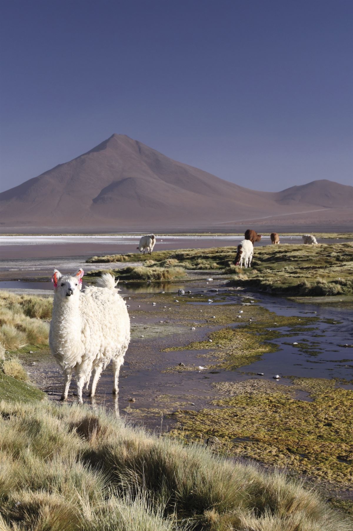 An der Laguna Colorada