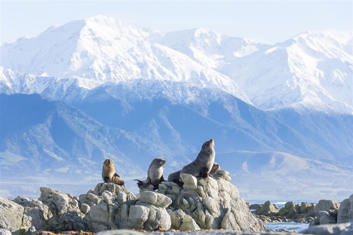 Robben an der Küste bei Kaikoura