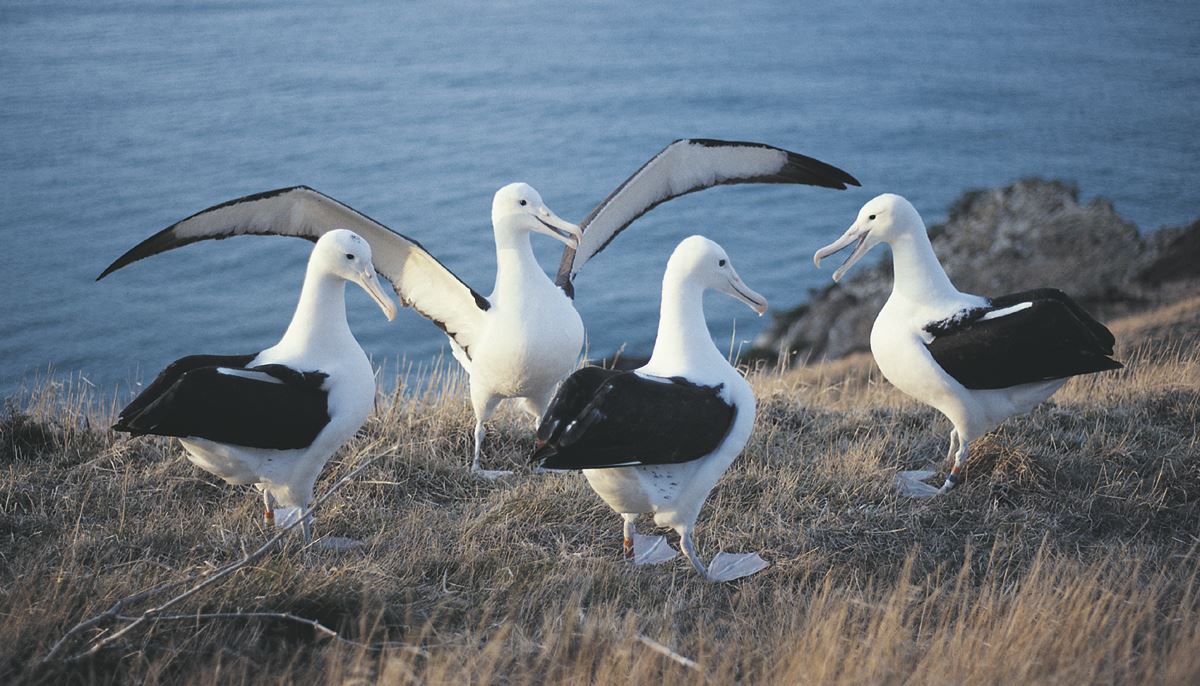 Albatrosse an der Küste