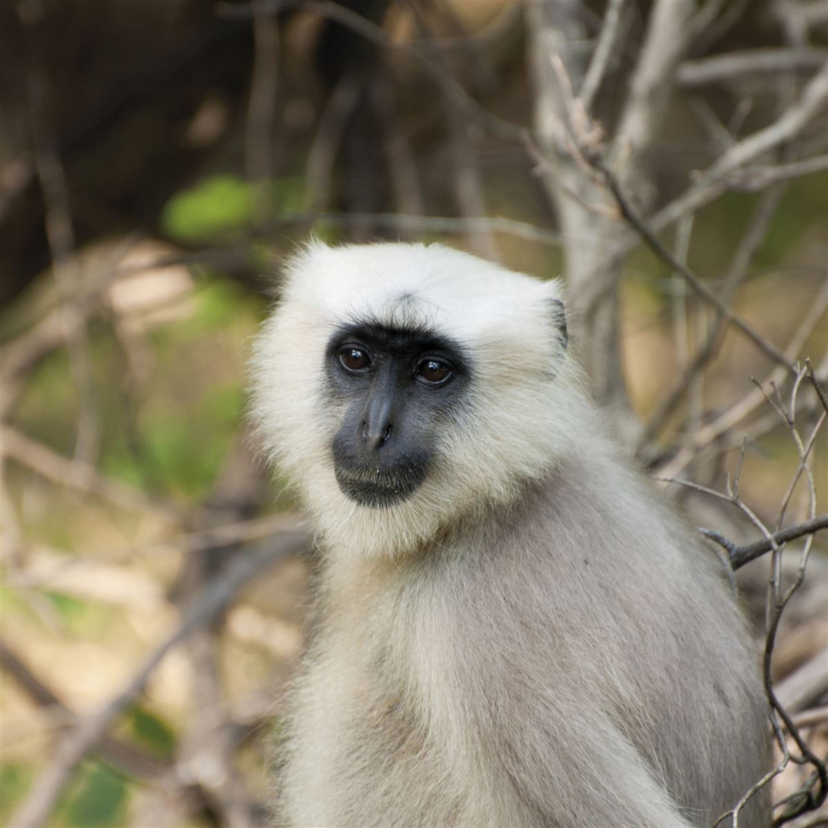 Affe im Corbett-Nationalpark