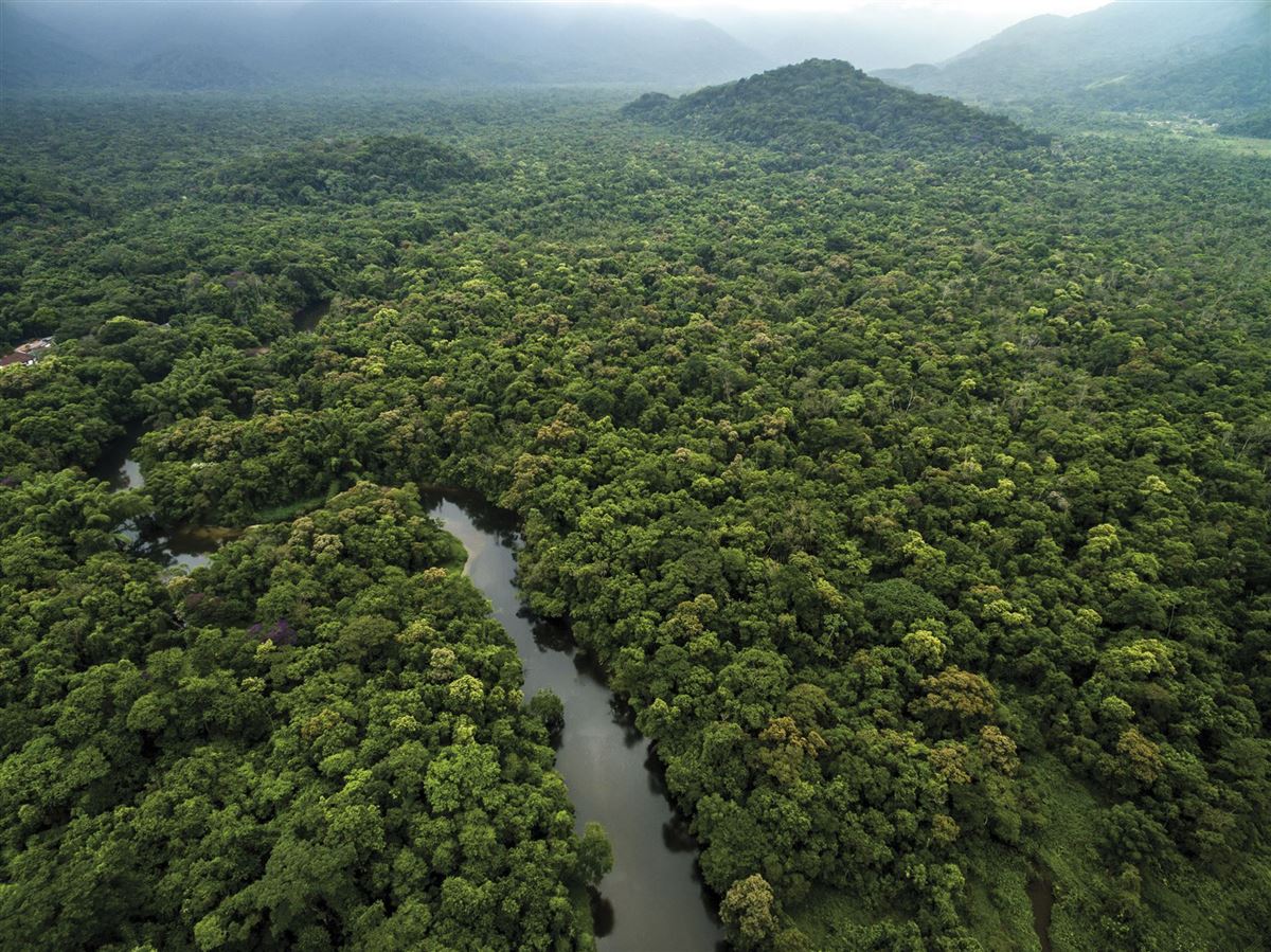 Regenwald in Brasilien