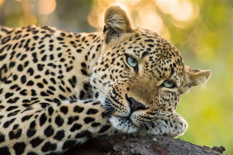 Best of South Africa  ©Matthew Grossett/istock