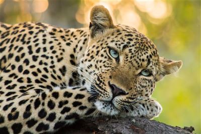 Best of South Africa  – Rundreise