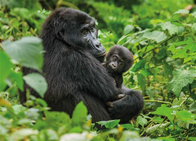 Höhepunkte Ugandas © by SKR Reisen GmbH
