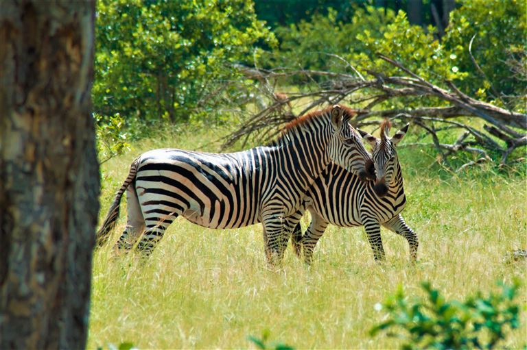 Höhepunkte von Malawi & Sambia © by SKR Reisen GmbH