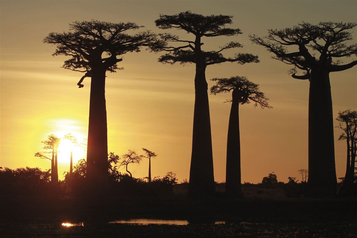 Baobab-Allee im Sonnenuntergang