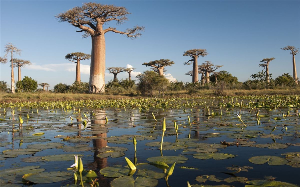 Die schönen Baobab-Bäume