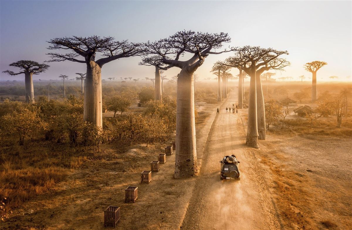 Baobab-Bäume
