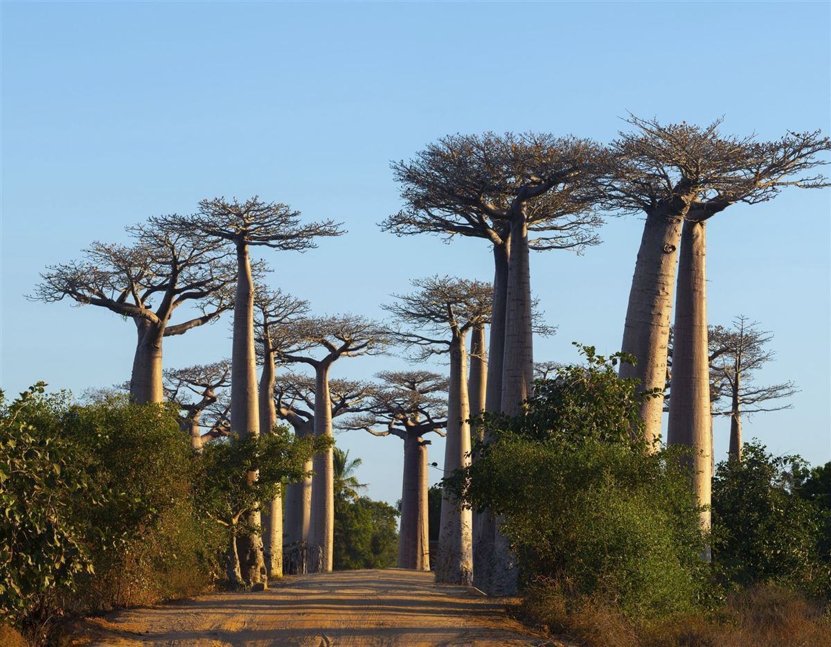 Baobab, bizarr wachsende Laubbäume