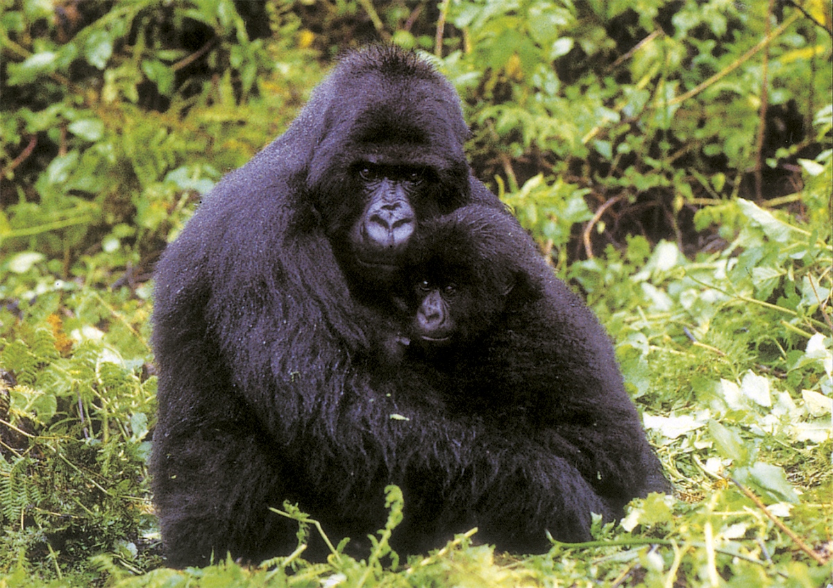 Gorilla-Weibchen mit Jungtier