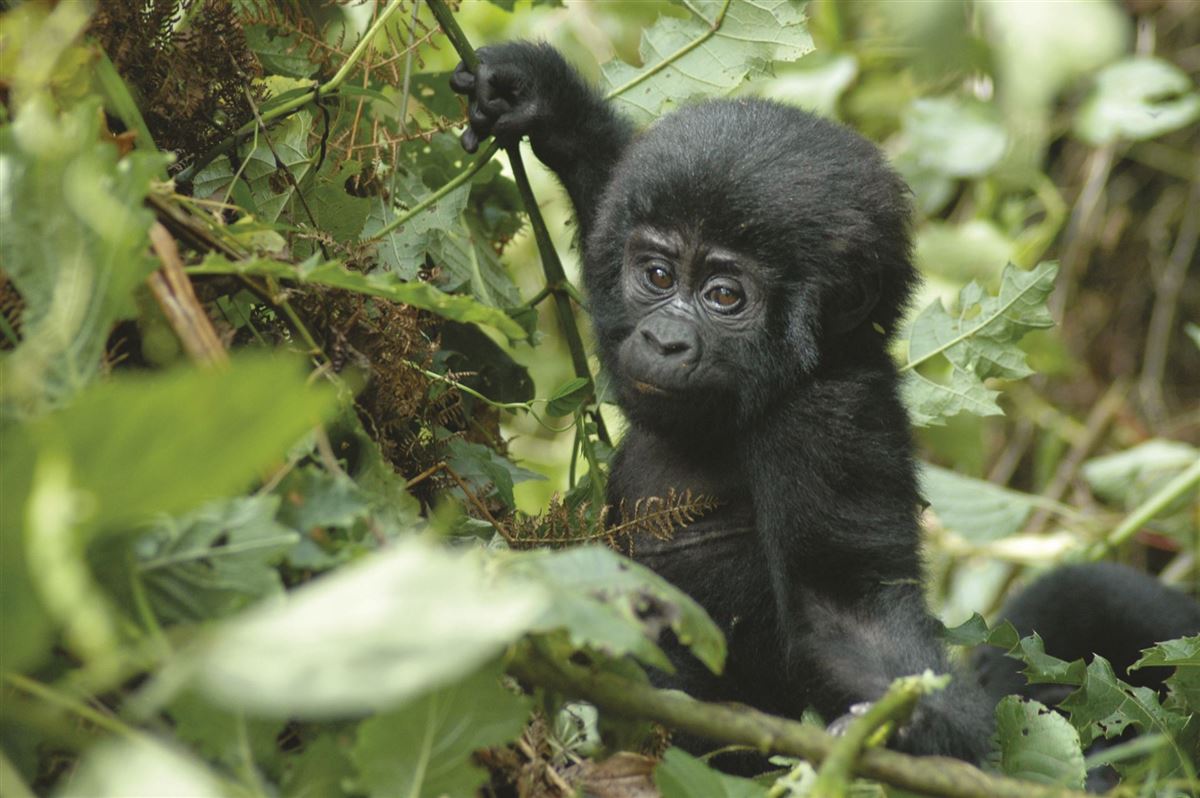 Begegnung mit einem Gorilla-Baby