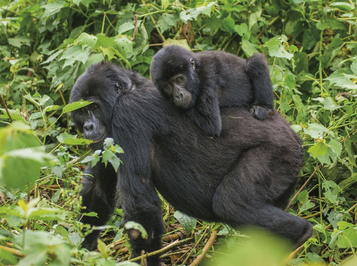 Gorilla-Mutter mit Jungem