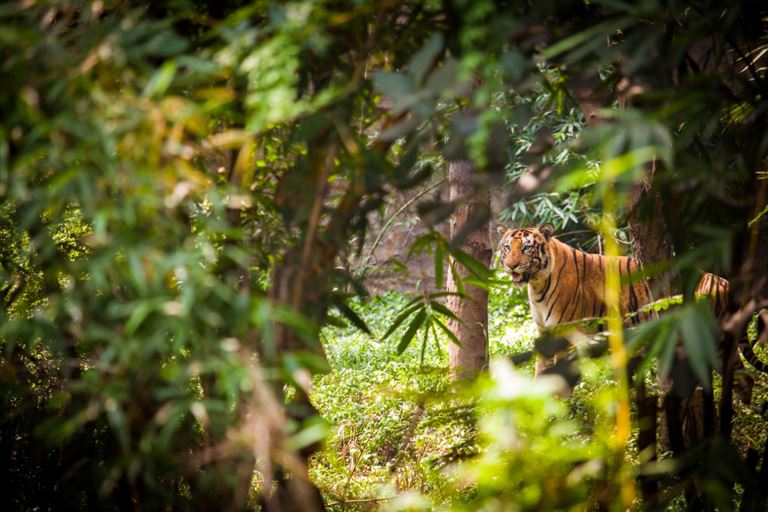 Indiens schönste Nationalparks – Rundreise