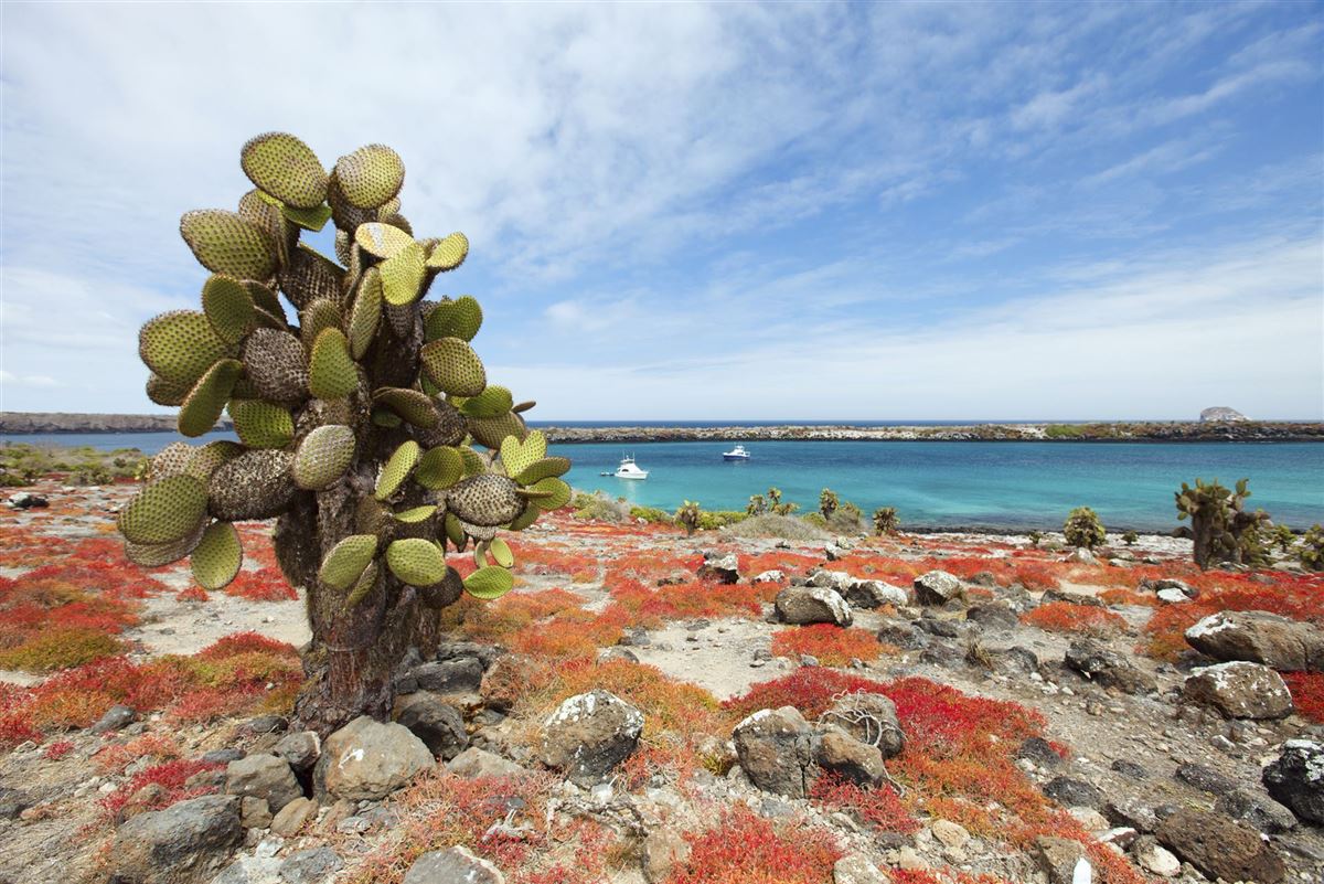 Baumopuntien auf der Insel Santa Fé