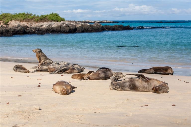 Galápagos kompakt © Nikolai/adobestock