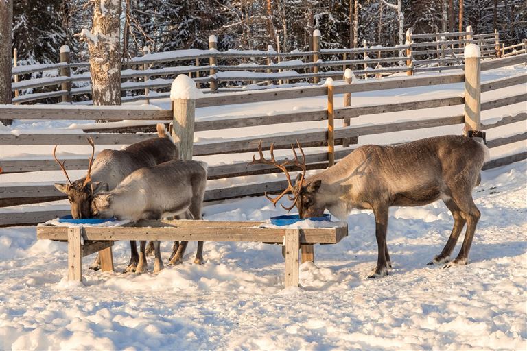 Schneezauber im lebhaften Winterdorf  ©Ekaterina_Polischuk/istock