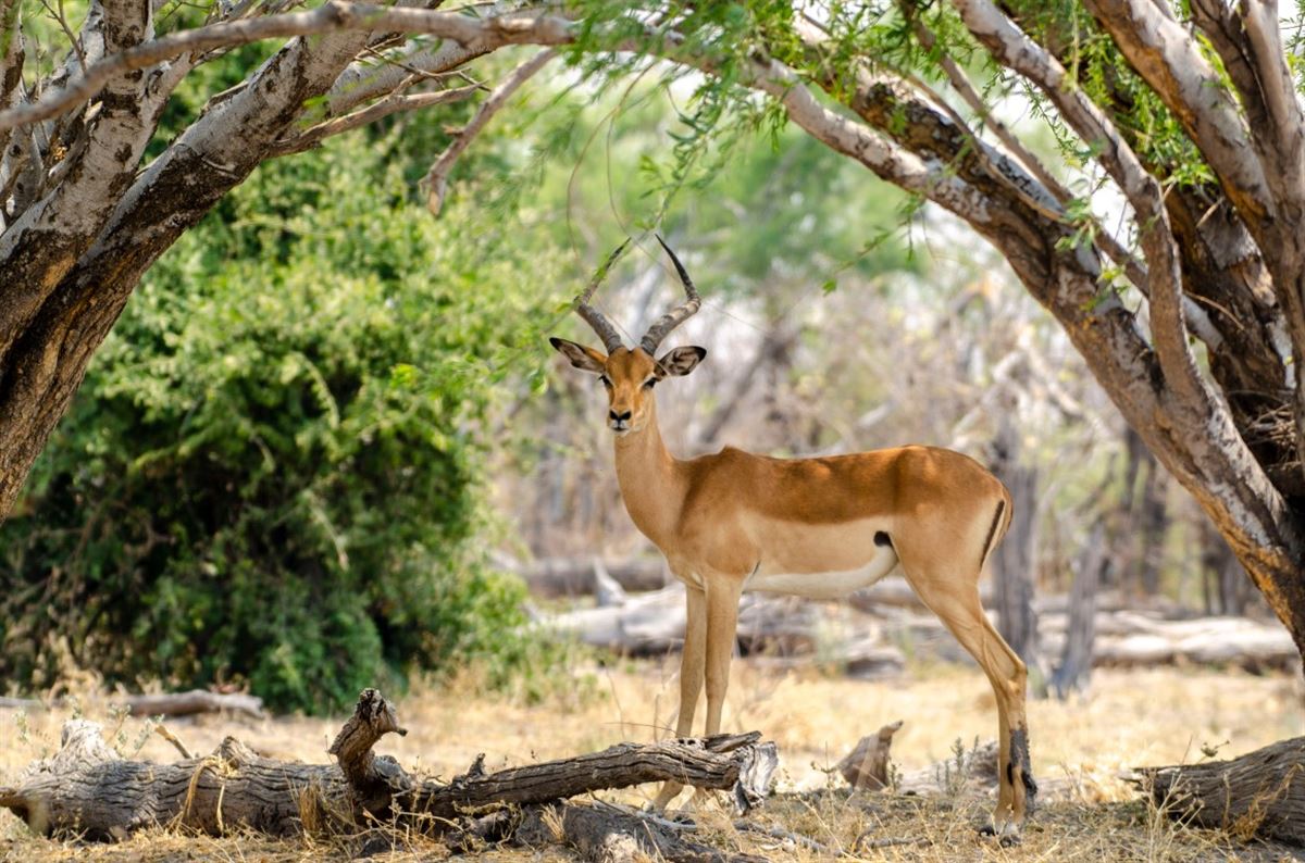 Impala eingerahmt von Bäumen im Chobe-Nationalpark