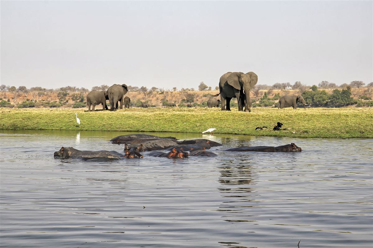 Gesehen am Chobe-Flussufer
