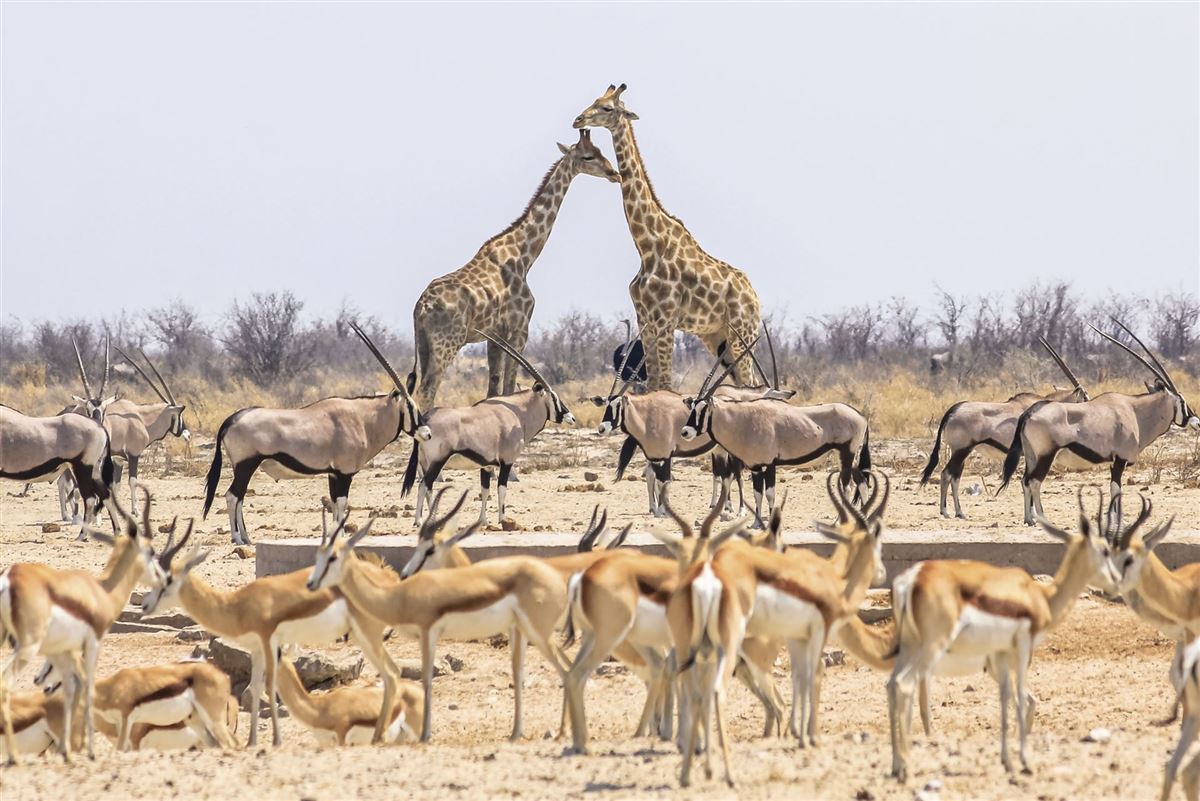 Getümmel am Wasserloch, Etosha Nat.-Park