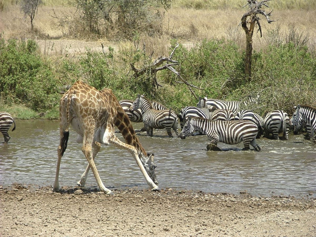 Etosha Nationalpark, gemeinsames Durstlöschen