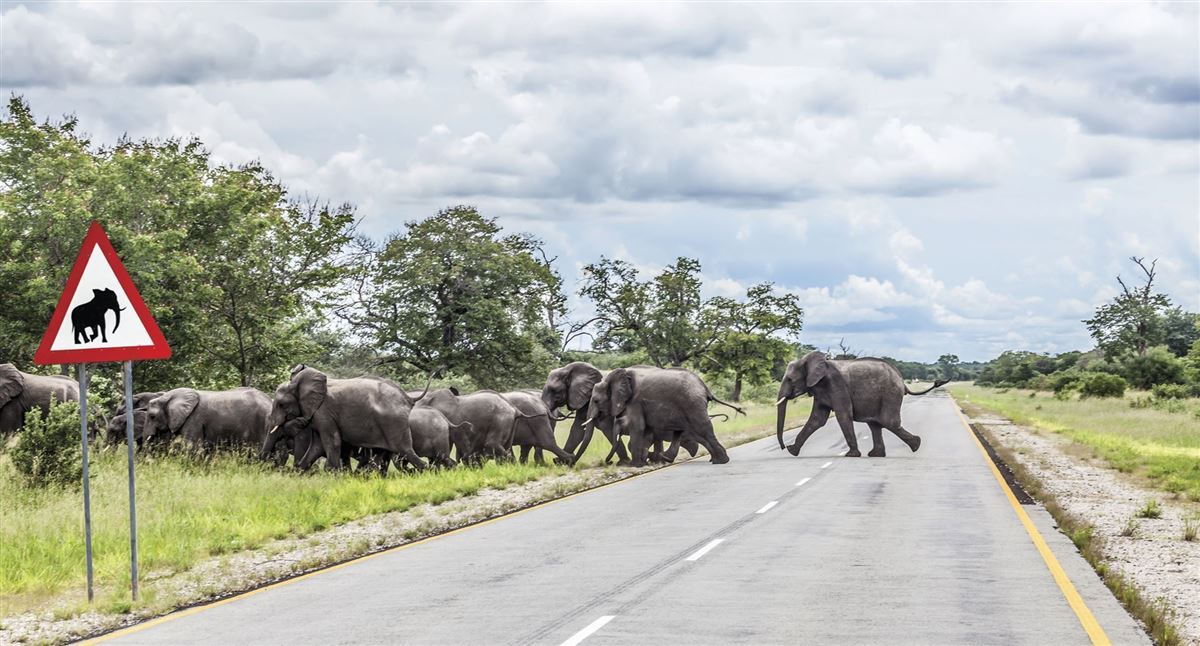 Korrektes Verkehrsschild im Caprivi, Namibia
