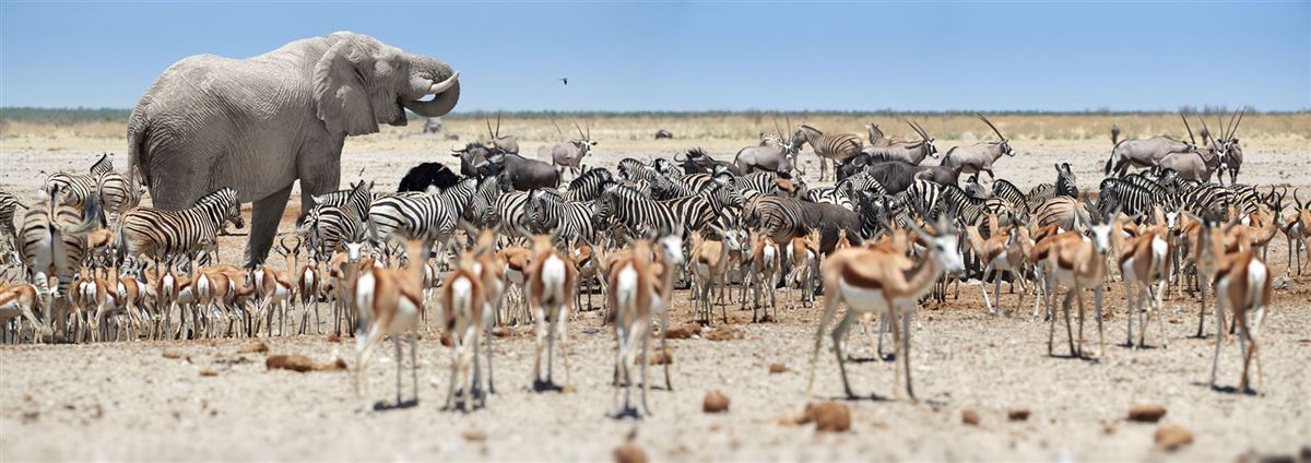 Etosha-Nationalpark in Namibia