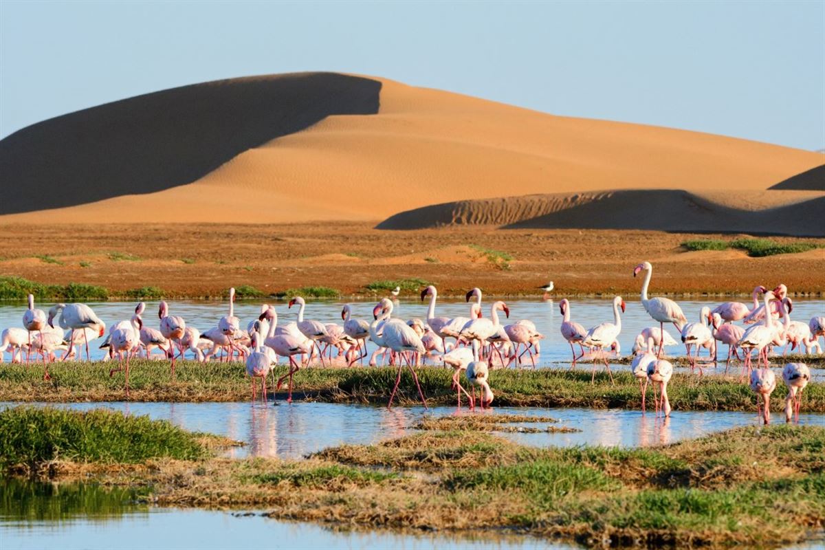 Flamingos in der Lagune der Walwis-Bucht