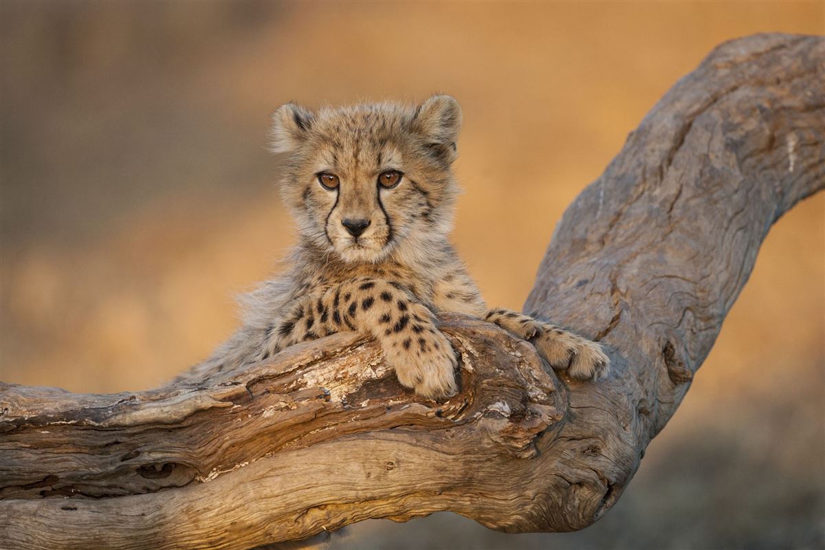 Junger Gepard, Kruger Nationalpark