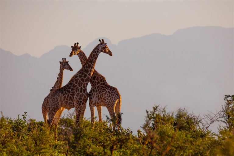 Südafrika - Namibia: beeindruckend vielfältig © Kevin /adobestock