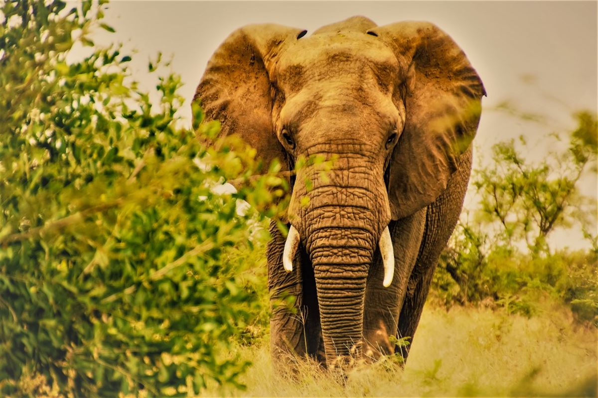 Elefant im Krüger Nationalpark