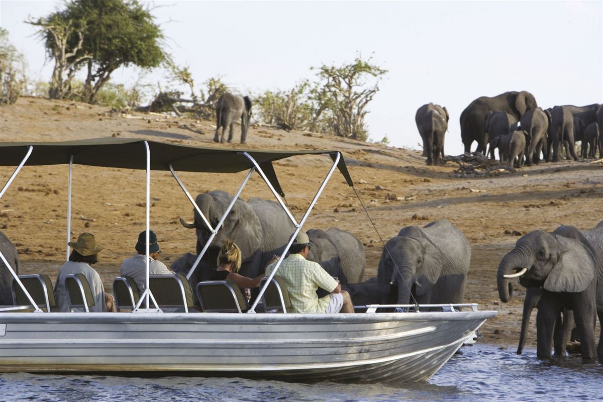 Elefantenherde am Chobe Flussufer