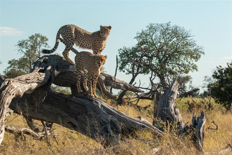 Ursprüngliches Botswana – Rundreise