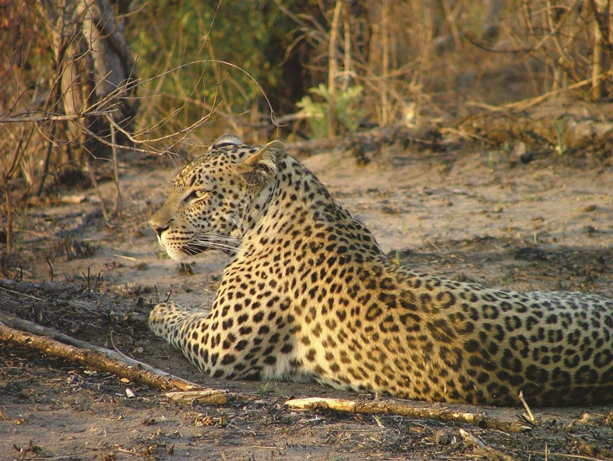 Ein Leopard auf der Lauer
