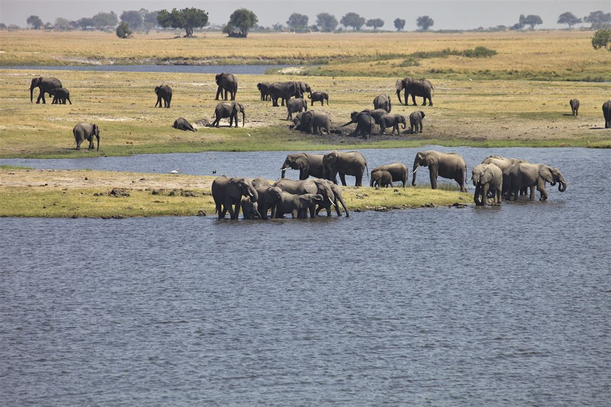 Elefanten am Chobe-Flussufer