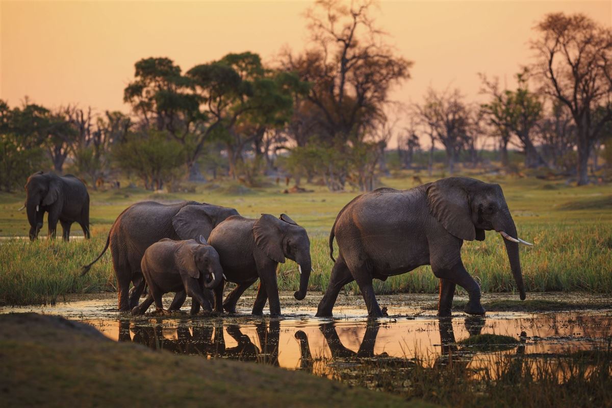 Elefanten am Chobe-Flussufer