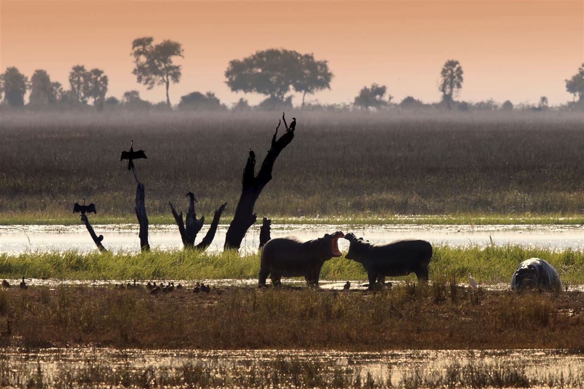 Flusspferde am Chobe-Flussufer