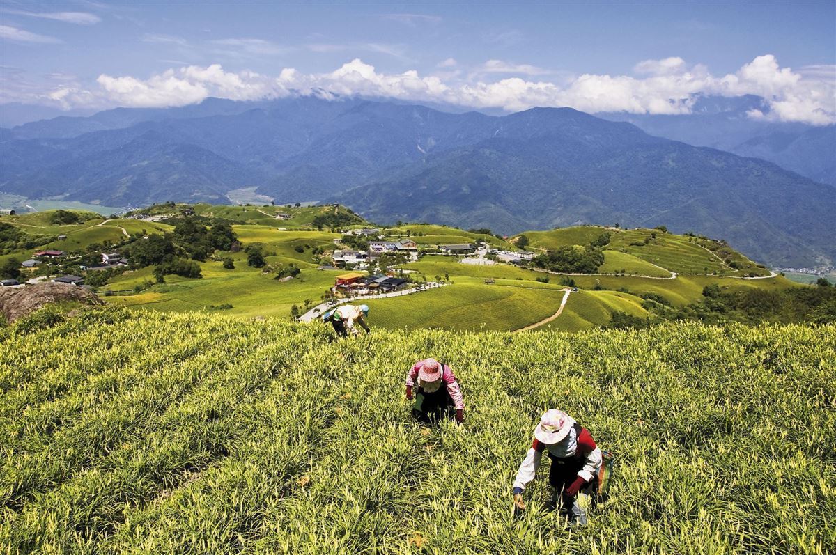 Bei Teeblätter-Pflücken auf Taiwan