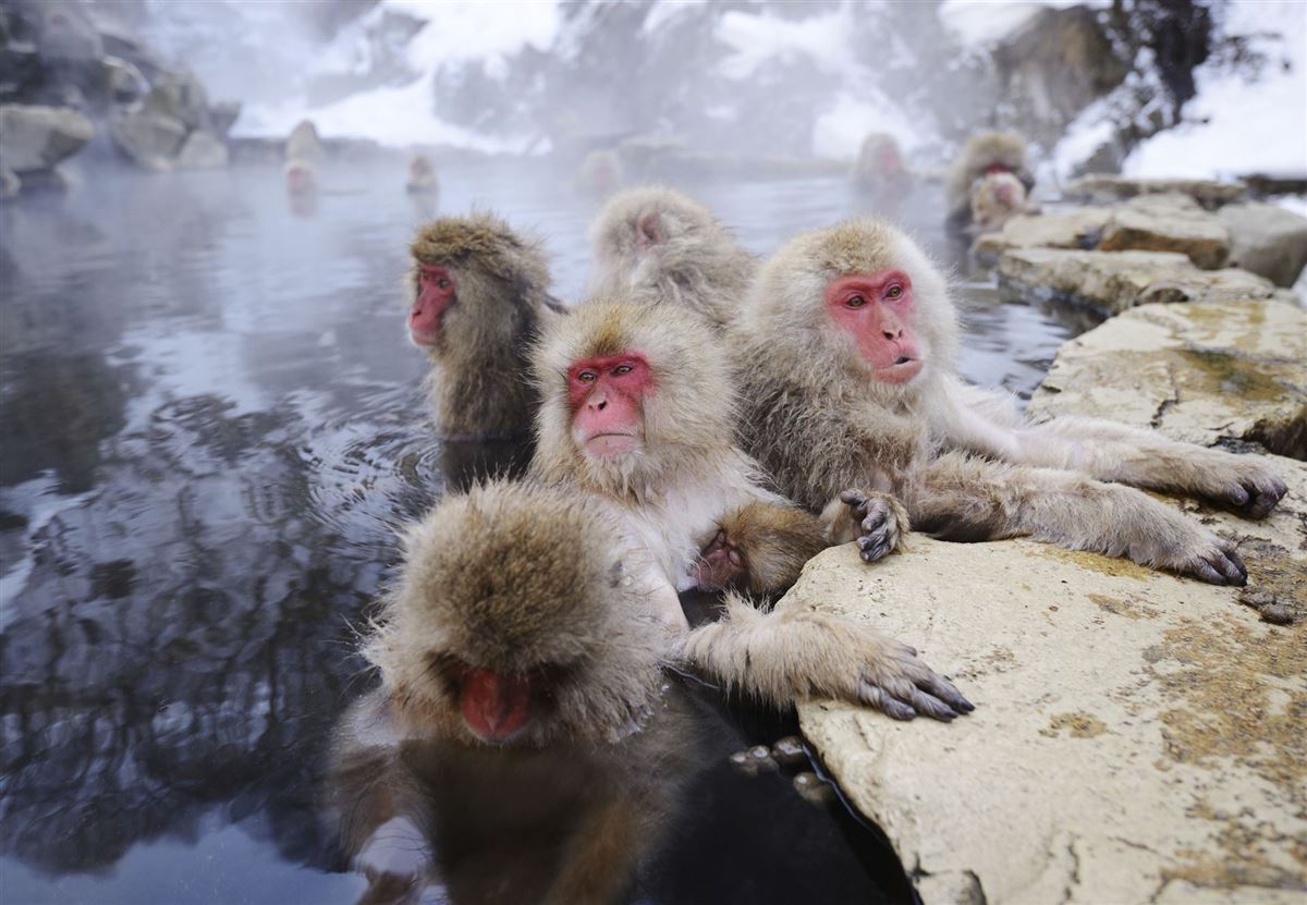 Japanische Schnee-Makaken beim Baden