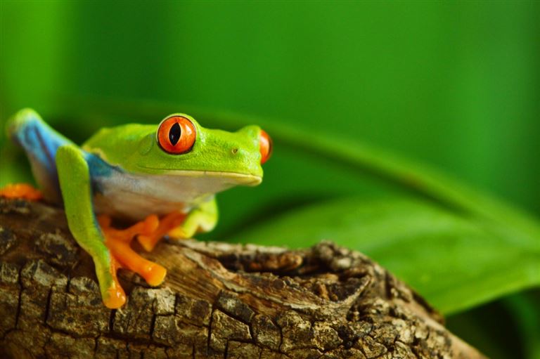 Ursprüngliches Panama © Natallia Vintsik /adobestock