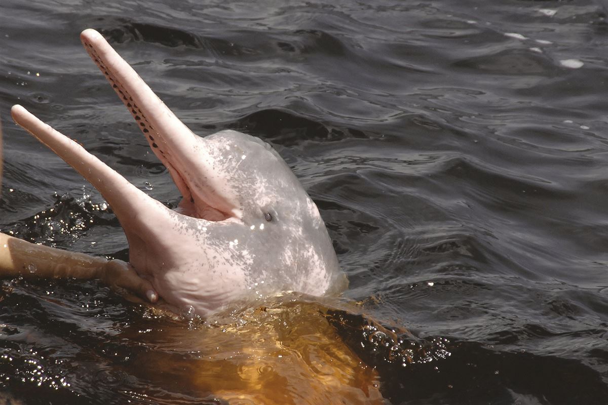Süsswasserdelphin im Rio Negro