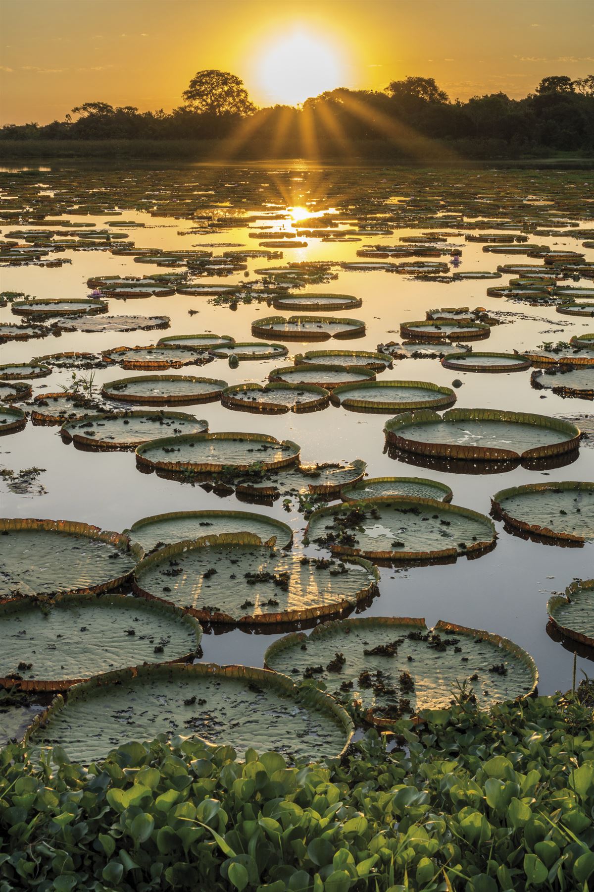 Riesige Seerosenblätter am Amazonas