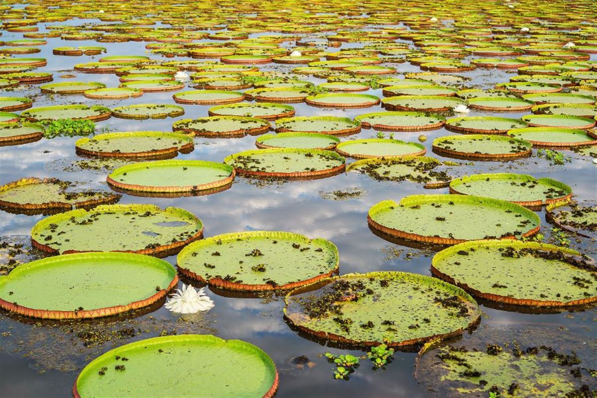 Riesige Seerosenblätter am Amazonas