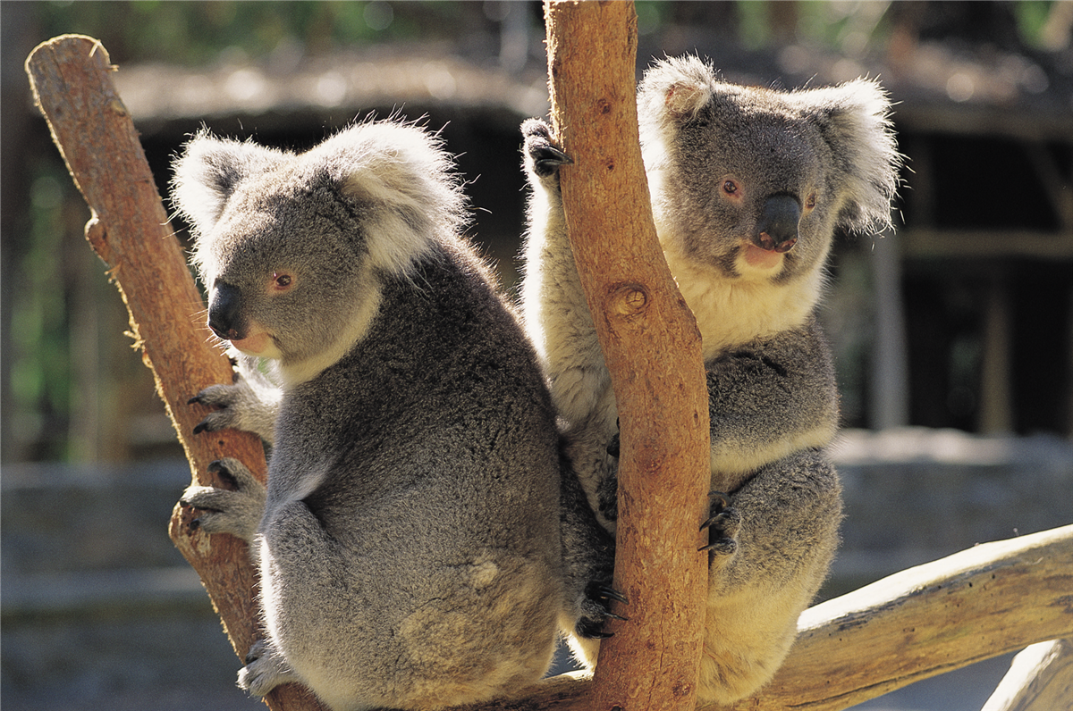 Koalas