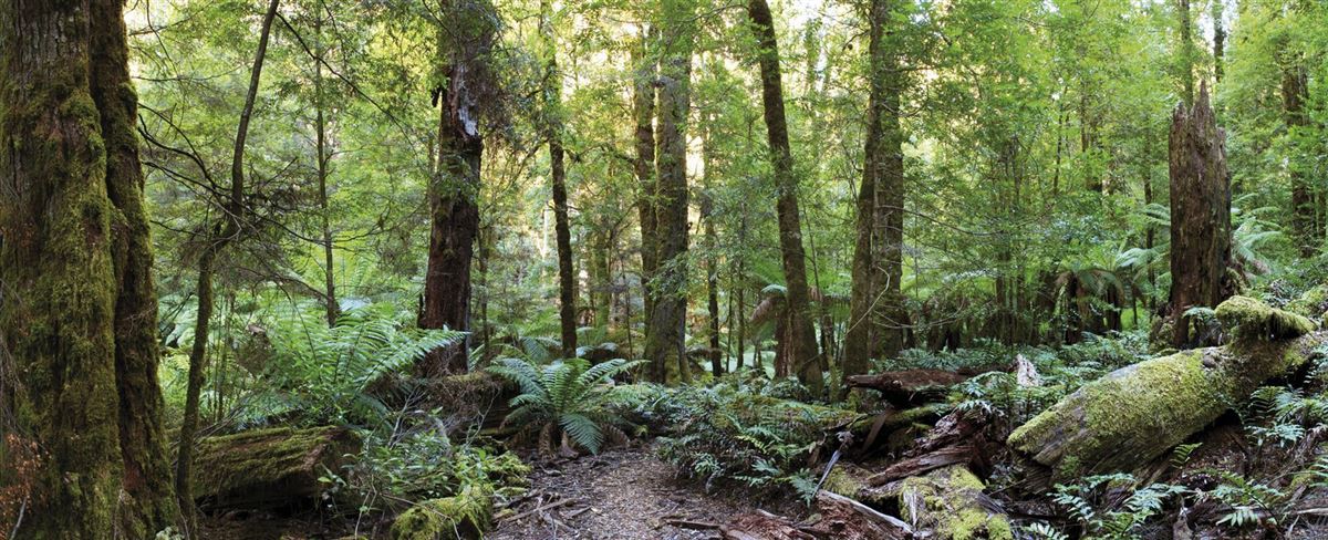 Wanderweg im Regenwald, Queensland