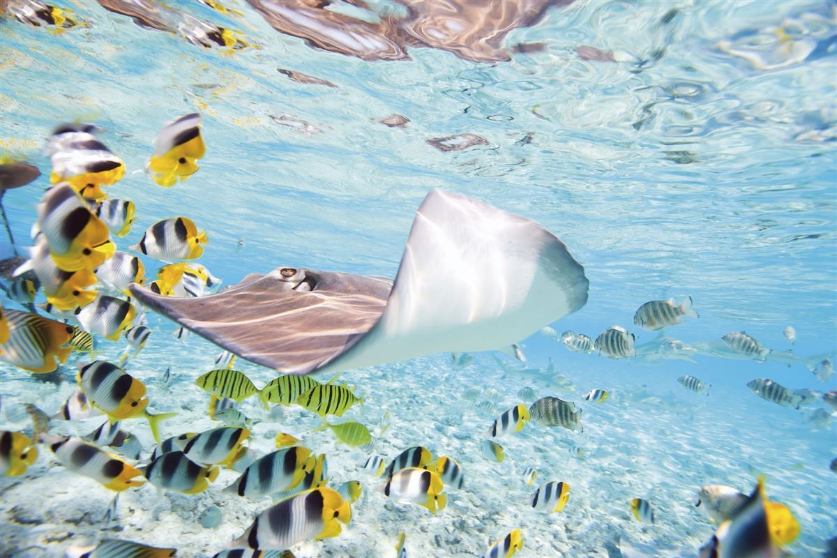 Bora Bora unter Wasser