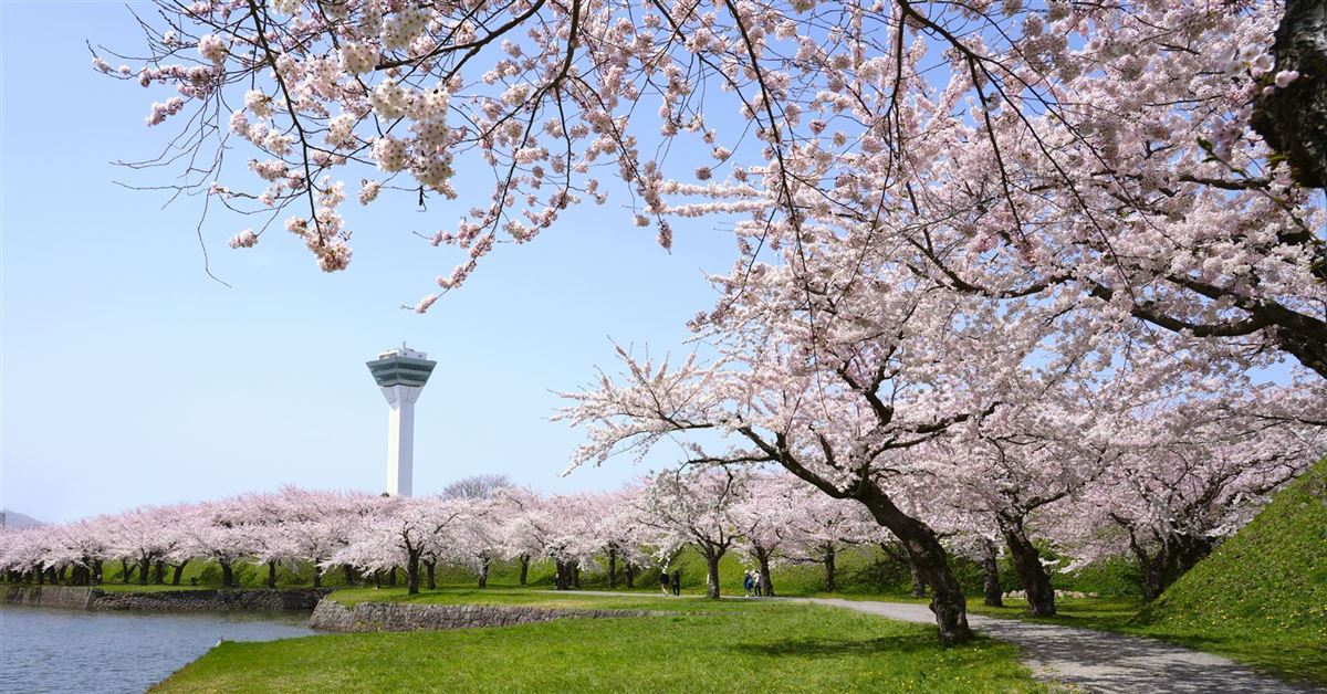 Panoramablick auf den Goryokaku-Turm mit blühenden Kirschblüten in der Stadt Hakodate