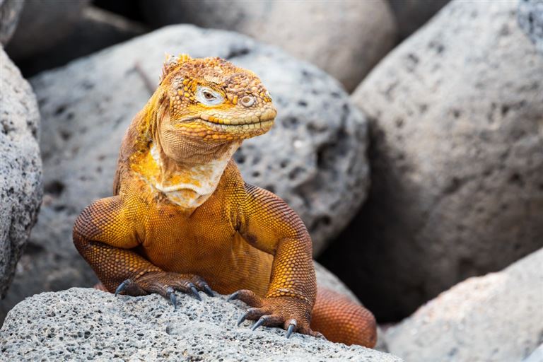 Galápagos aktiv ©Eladio Arvelo /adobestock