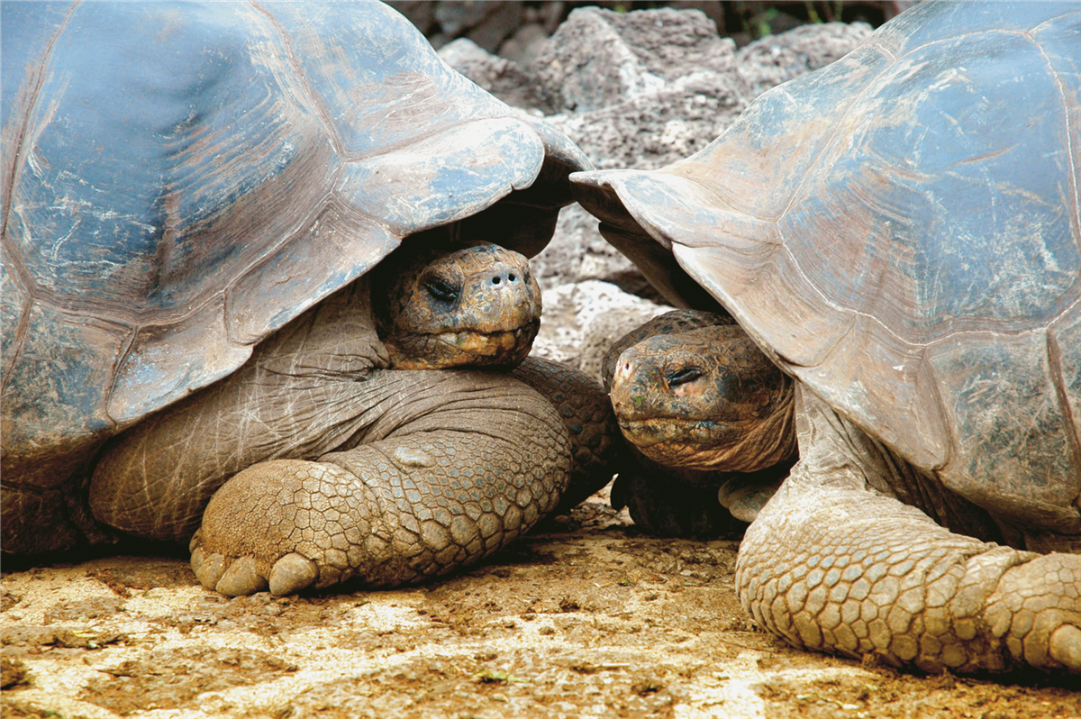 Gigantische Riesenschildkröten