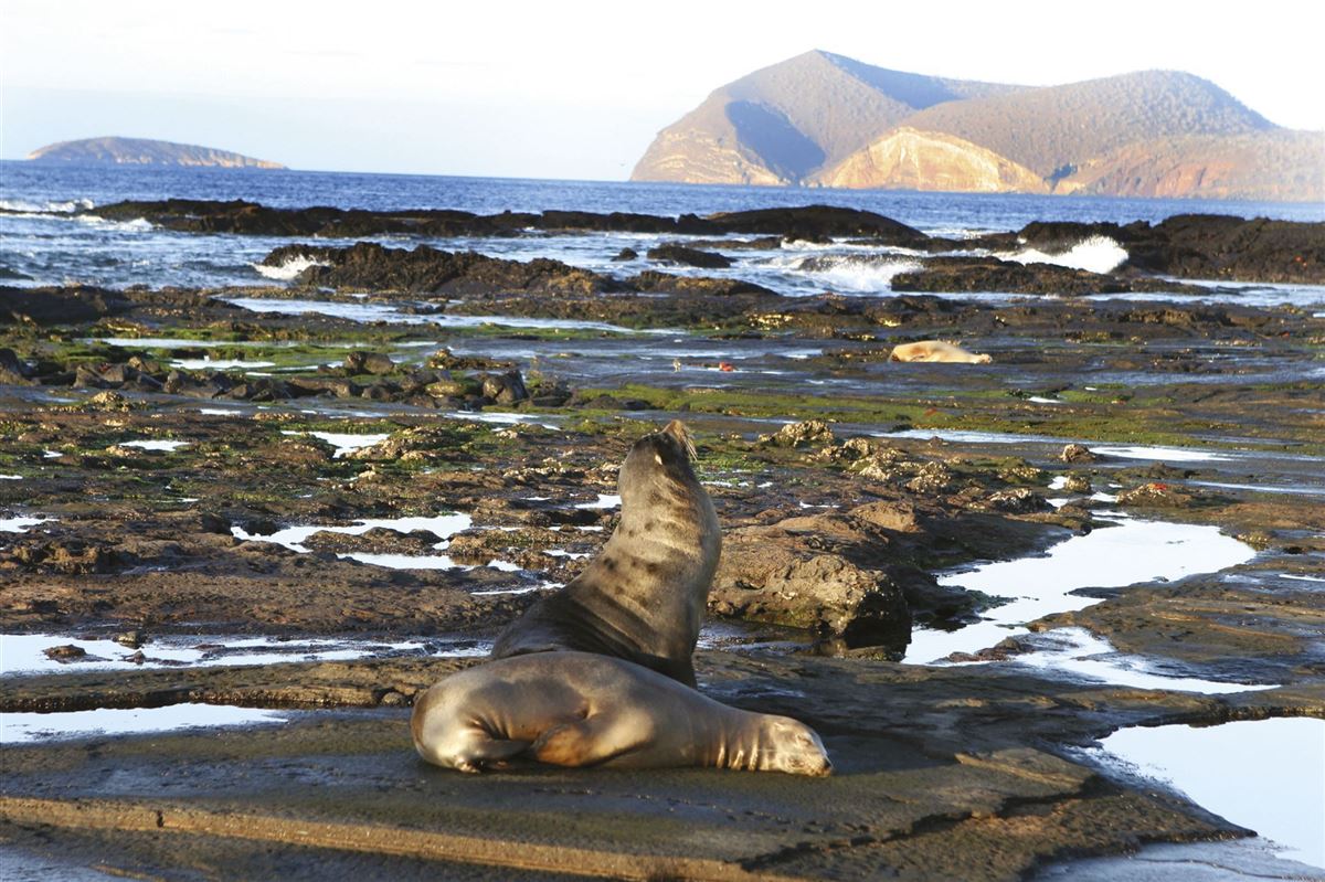 Seelöwen auf Galápagos